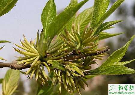 怎樣高產優質栽培杜仲