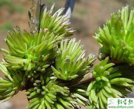 種杜仲扦插育苗技術要點