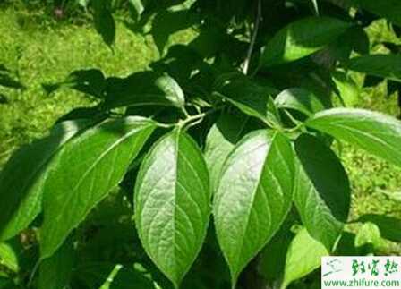 種杜仲剝皮包膜再生法