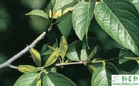 如何田間管理杜仲