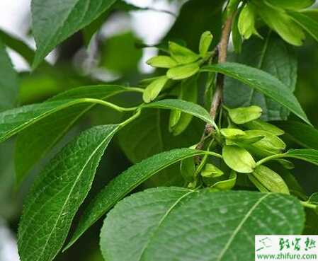 種杜仲夏季育苗法