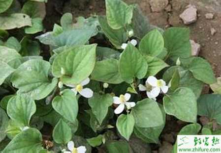 種魚(yú)腥草如何進(jìn)行肥水管理