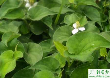 種魚腥草的人工栽培