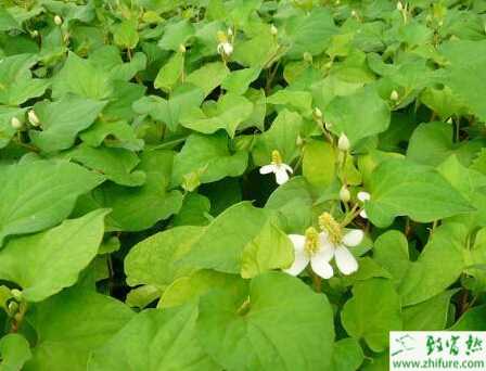 覆蓋法種植魚腥草