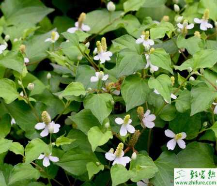 標準化栽培魚腥草