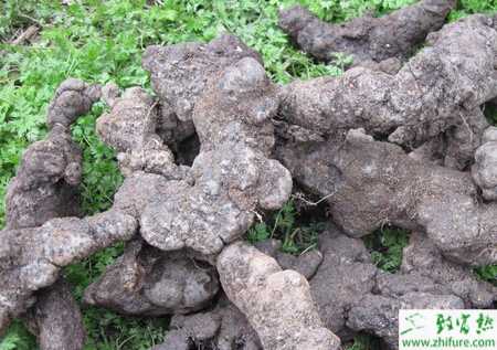 種豬苓高產栽培的技術