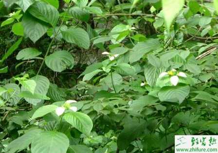 大田栽培魚腥草的技術