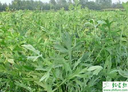 種防風豐產栽培技術