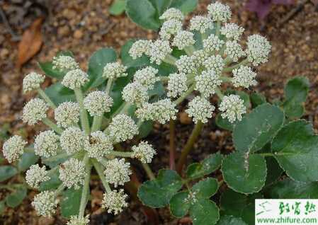 種防風中的管理