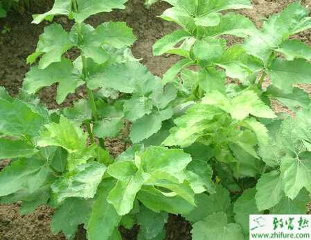 種防風的田間管理的注意