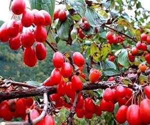 山茱萸