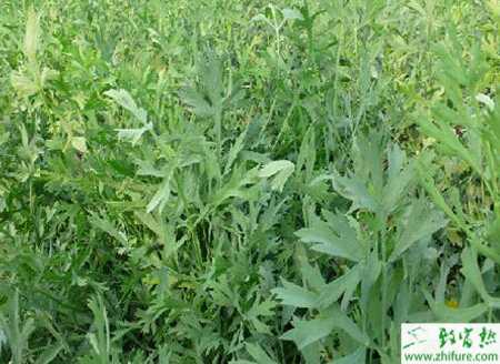 種防風繁殖栽培的方法