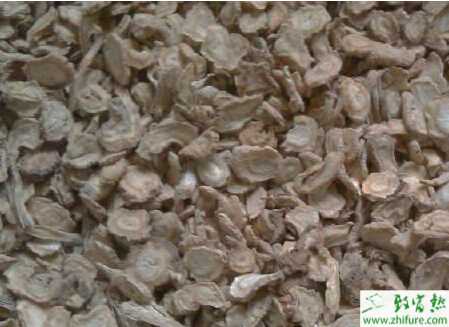 種防風的繁殖方法和栽培技術