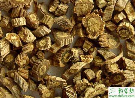 種防風根腐病的防治