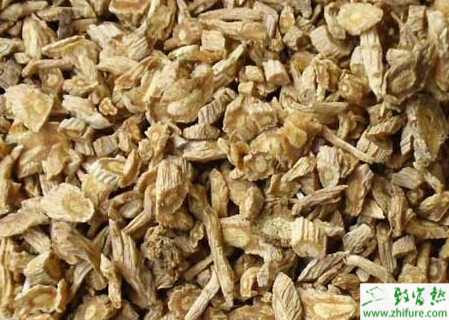 種防風苗期的管理