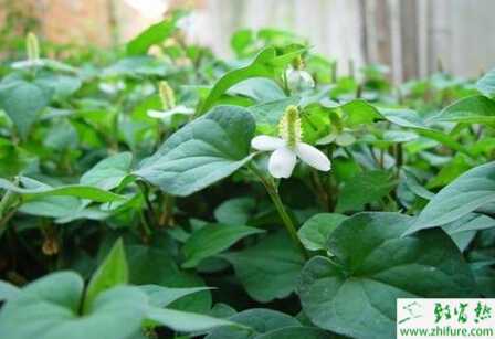 種魚腥草栽培方法