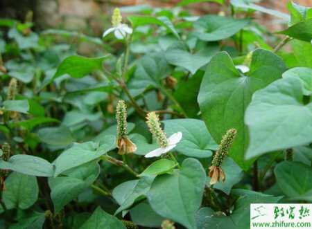 無公害栽培魚腥草的技術