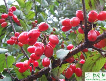 種山茱萸無(wú)性繁殖的壓條