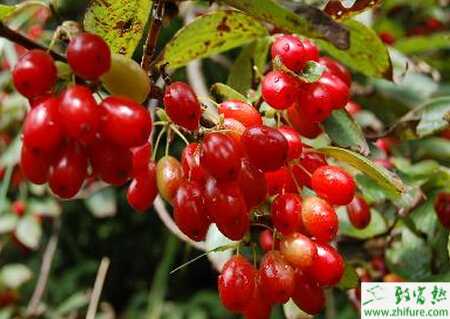 種山茱萸育苗技術(shù)