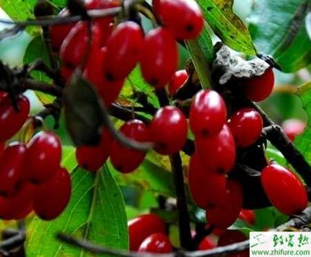 怎樣繁殖山茱萸苗木