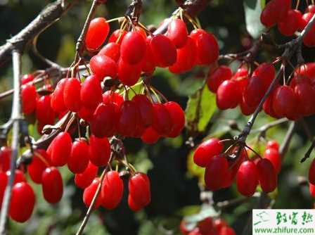 種山茱萸之營(yíng)養(yǎng)繁殖山茱萸