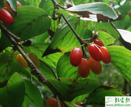 種山茱萸的土壤改良