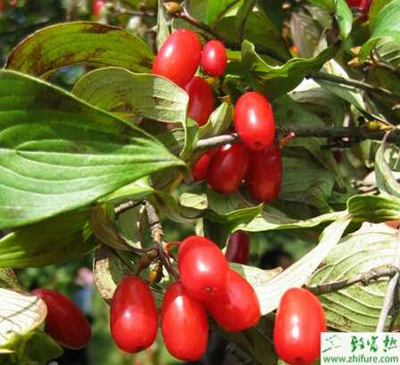 種山茱萸的冬季修剪技術(shù)