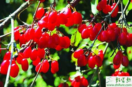 種山茱萸栽培技術(shù)