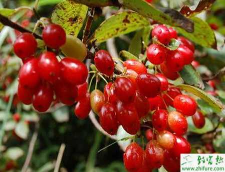種好山茱萸關(guān)鍵技術(shù)