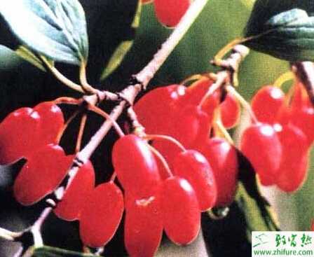 如何才能速生豐產(chǎn)栽培好山茱萸