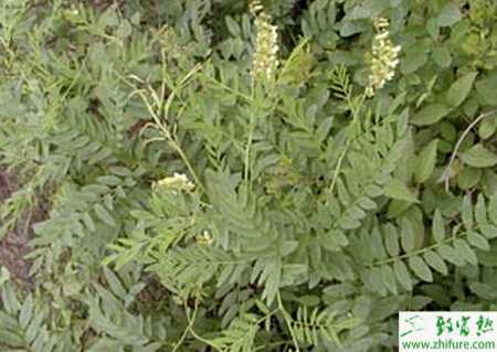 如何才能種好苦參