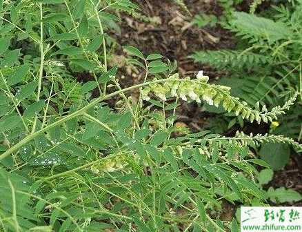 怎樣規范化栽培苦參