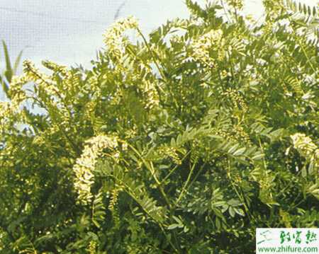 種苦參選地排水需注意的