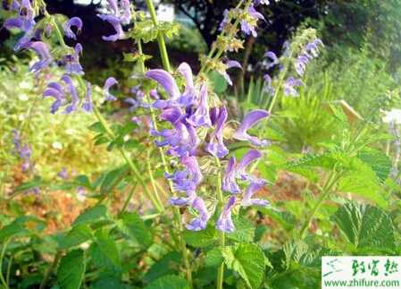 種丹參的田間管理措施