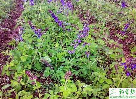 紫丹參的科學(xué)種植技術(shù)