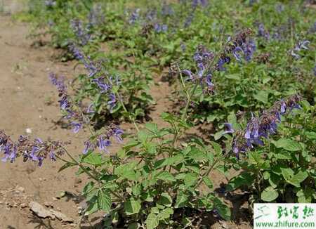 無公害丹參的種植技術