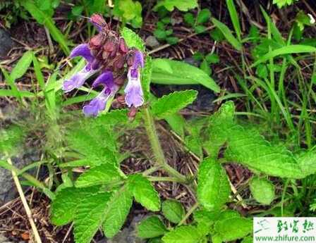 種丹參根腐病的防治