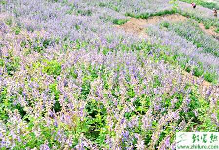 怎樣才能高產栽培丹參