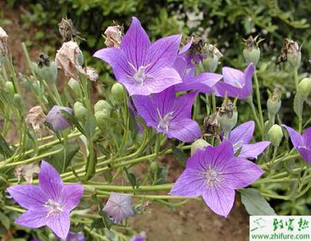 種桔梗的高產技術要點