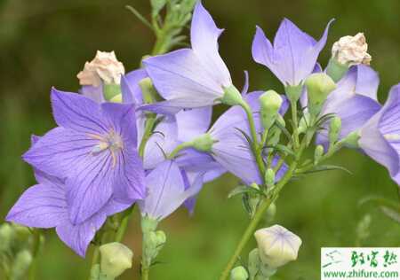 如何高產(chǎn)栽培技桔梗