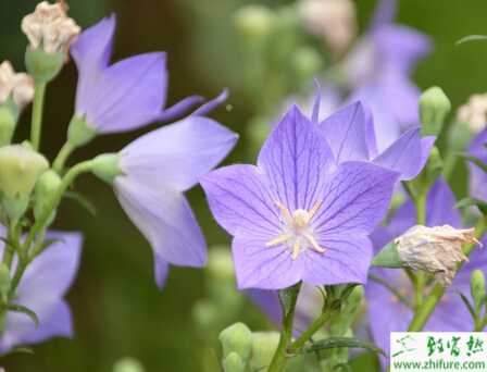 種桔梗的科學栽植技術