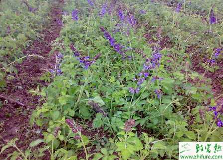 種丹參的繁殖方法