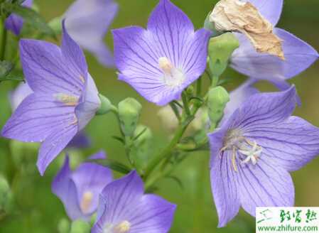 種桔梗田間管理經(jīng)驗(yàn)