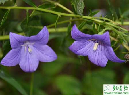 種桔梗根結(jié)線蟲病的防治