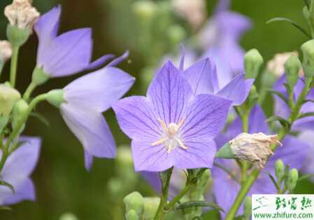 種桔梗葉斑病的防治