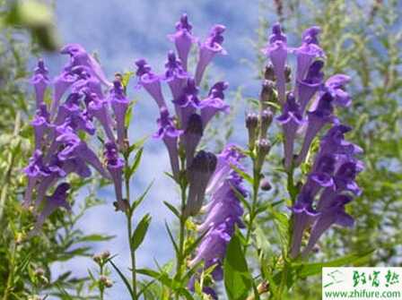 怎樣標準化種植黃芩