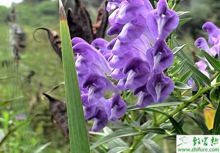 科學種植黃芩的技術