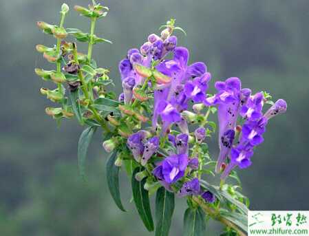 黃芩種植的經驗