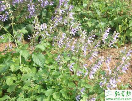 掌握好四步種好丹參