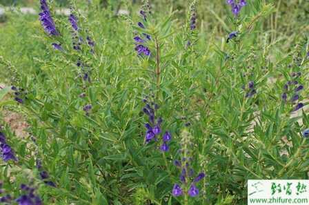 種黃芩栽培管理經驗